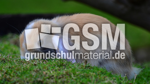 Widderkaninchen (08).jpg